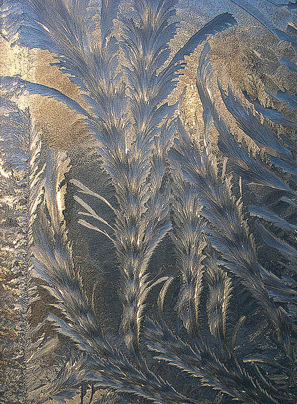 Frosty Muster - "Branches"