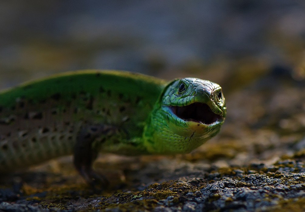 Du lieber Himmel! Wen sehe ich?