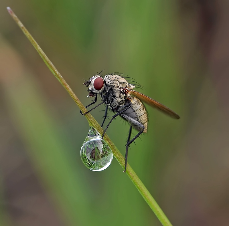 Verkäufer Water ...