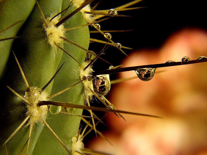 Das Leben ist in der Dropdown genehmigt - und nicht in einem Glas Spiegel ...