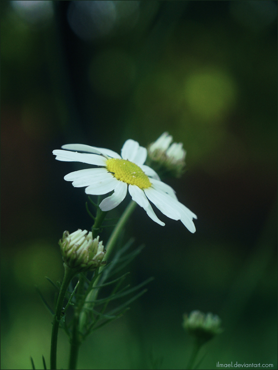 summer:camomile