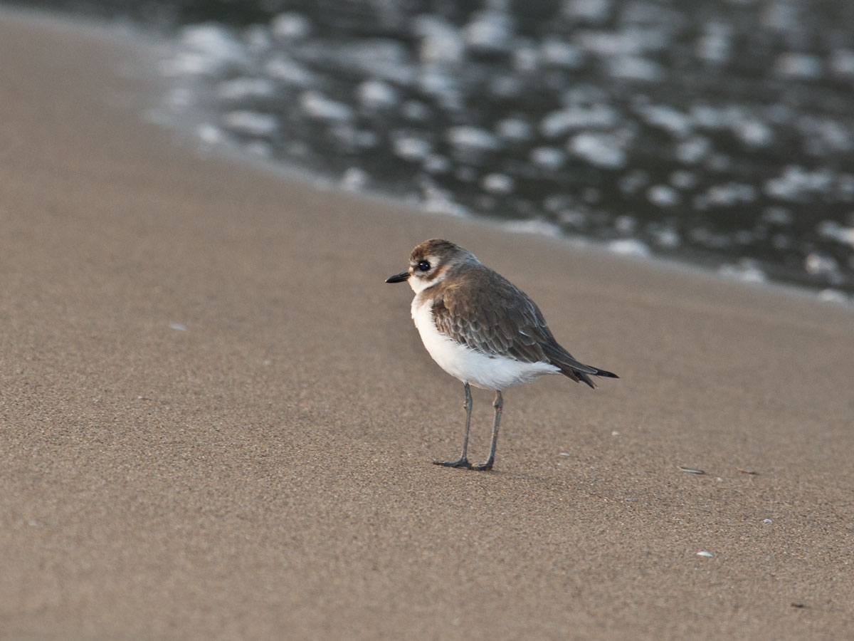 Am Rande der Brandung