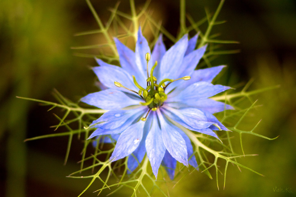 "Das Mädchen im grünen"