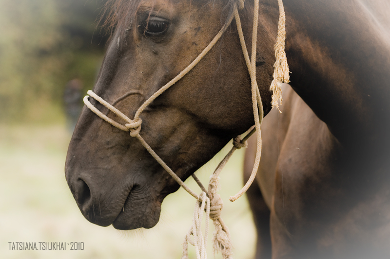 Porträt eines Pferdes