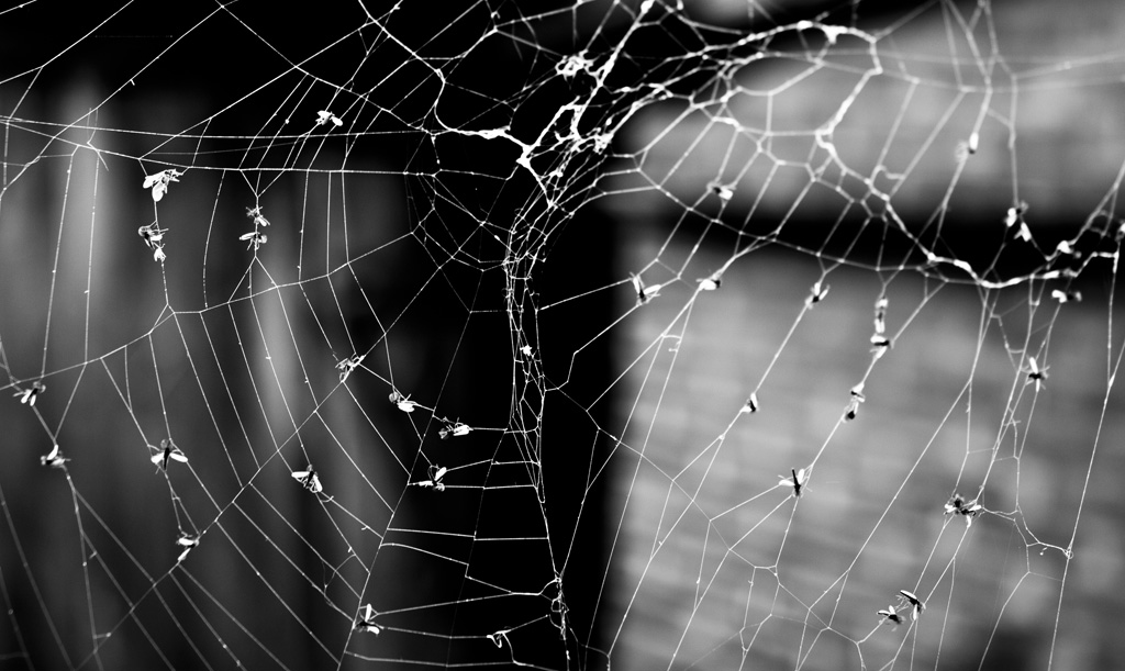 Web