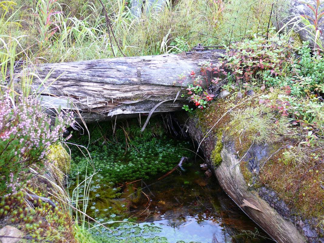 Das Schweigen der Taiga