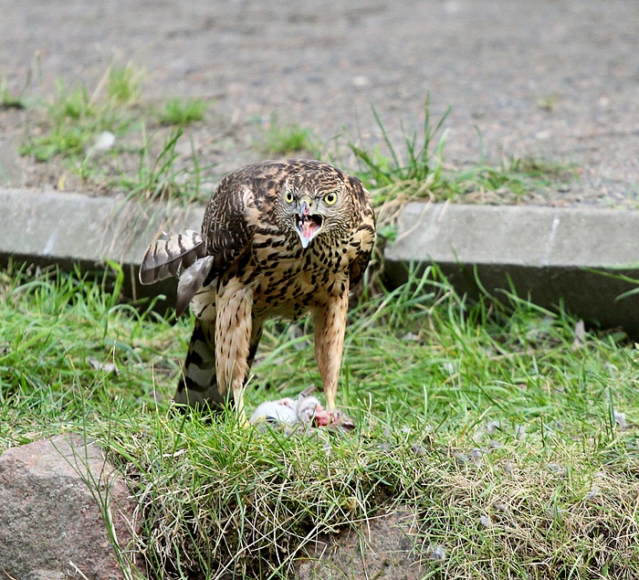 Diese Produktion ist mein!