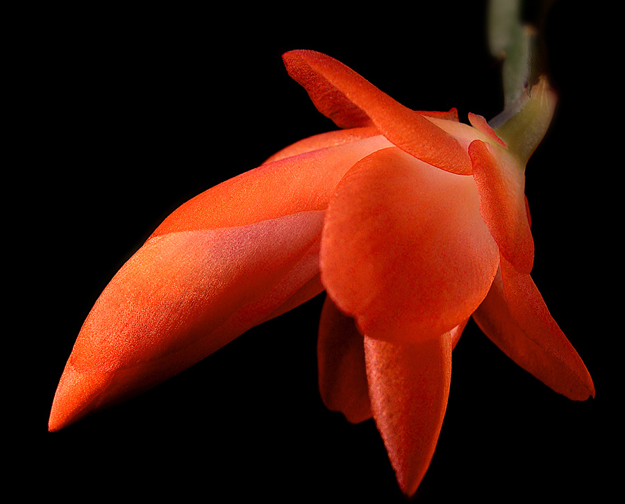 Wenn die Knospe geben Schönheit ...