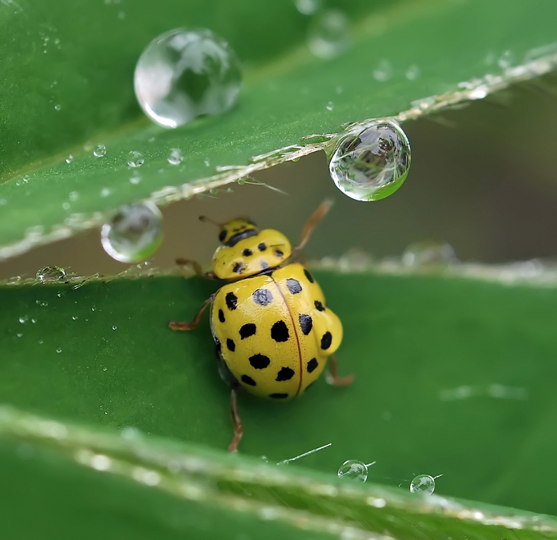 Sag mir nicht, wie viel diese Tropfen ...