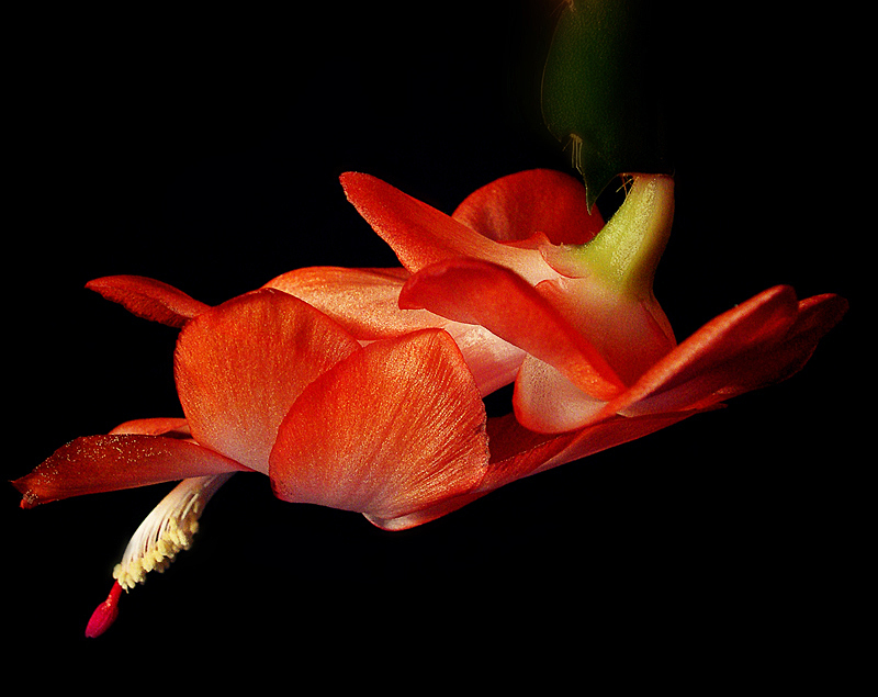 Wieder einmal ist er jung, schön und stark ...