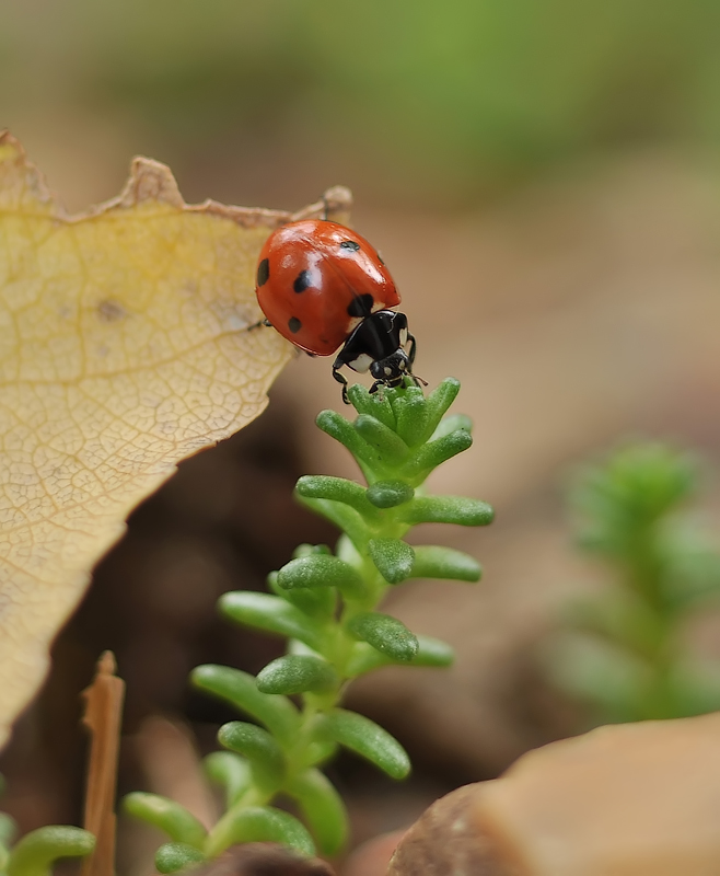 Nur Ladybird ...
