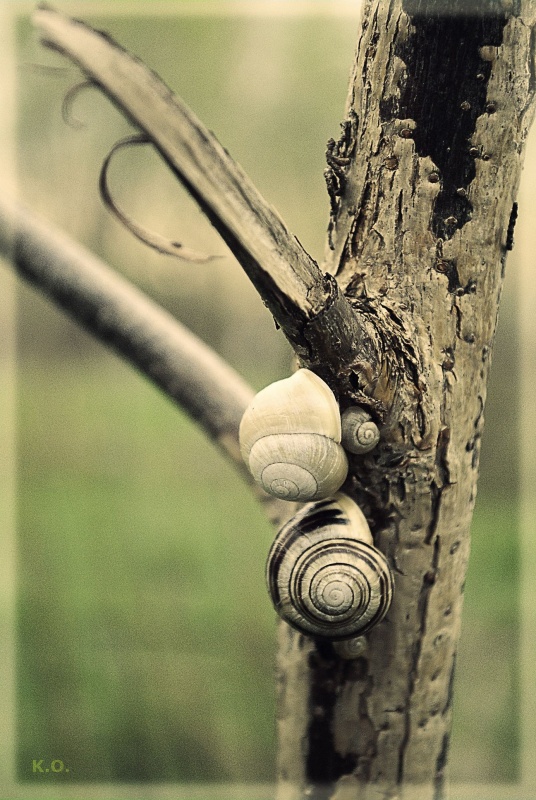 Familie der Schnecken