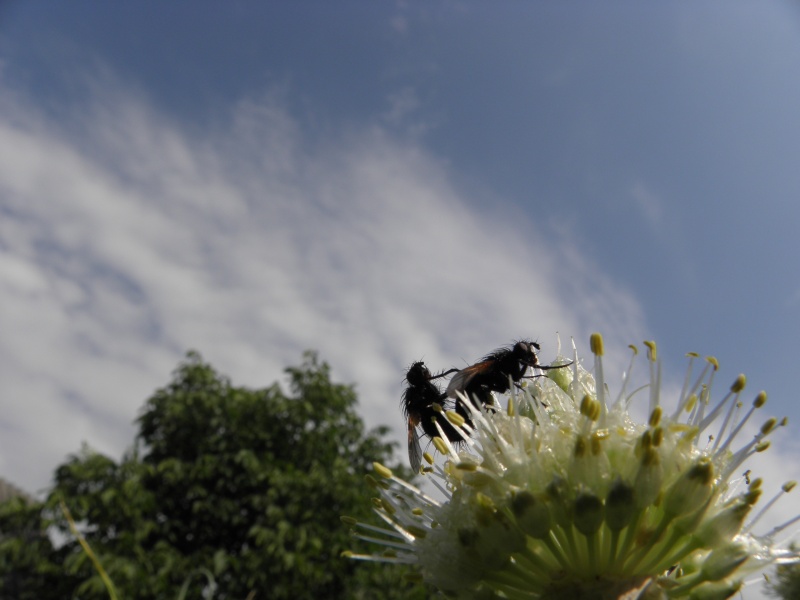natürliche in der Natur