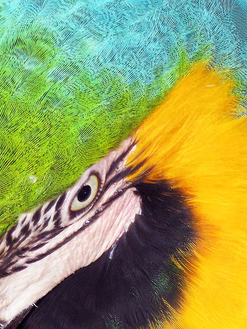 Maske, ich kenne Sie!