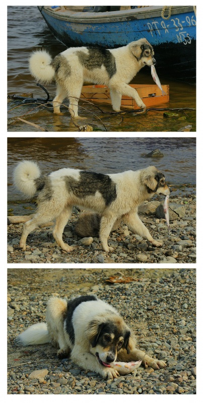 Die Geschichte eines catch