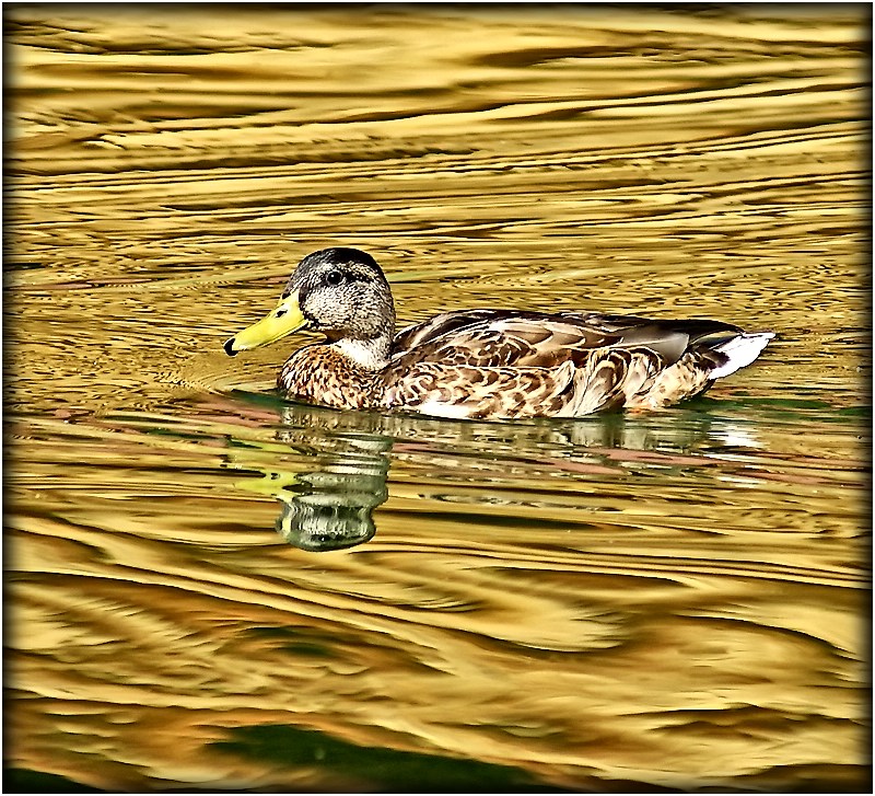 Der goldene Wasserfall