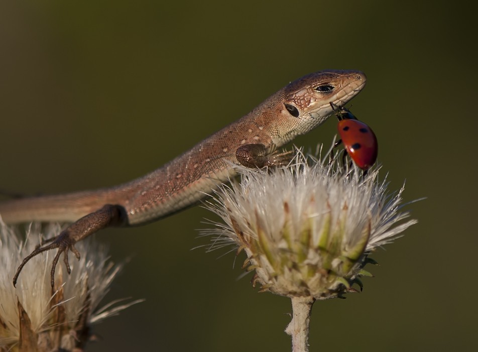 Du bist mein Liebling, nimm mich mit ...