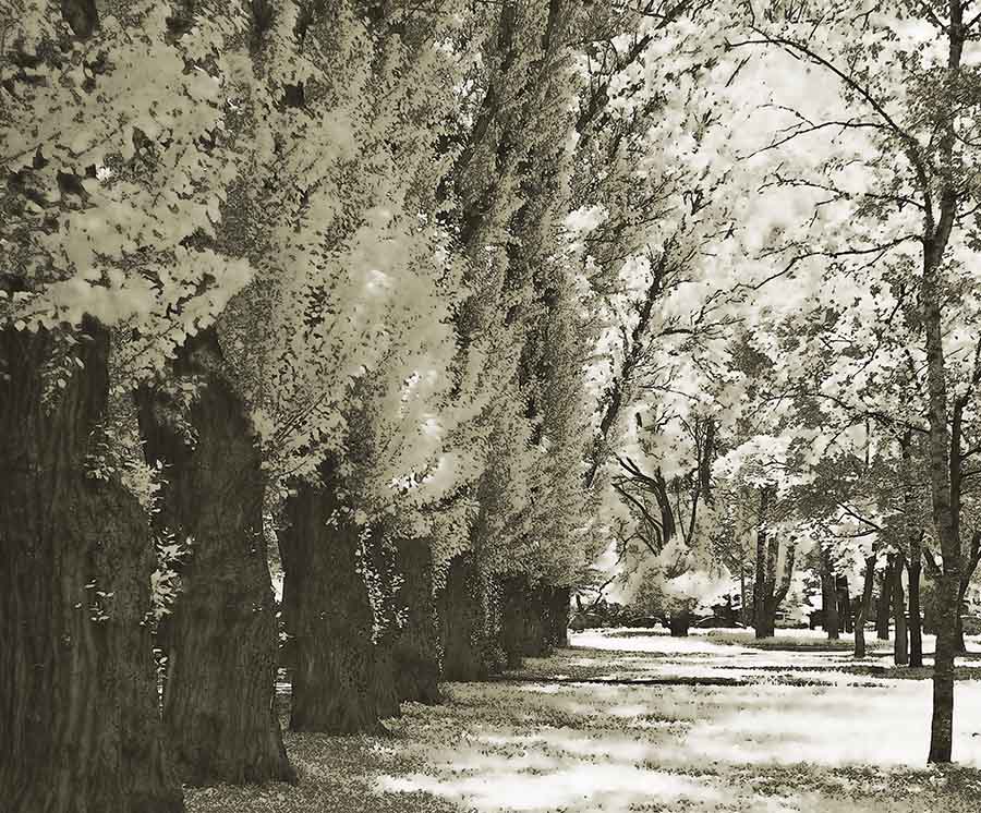 Gelacht Sommer Schnee Pappeln.