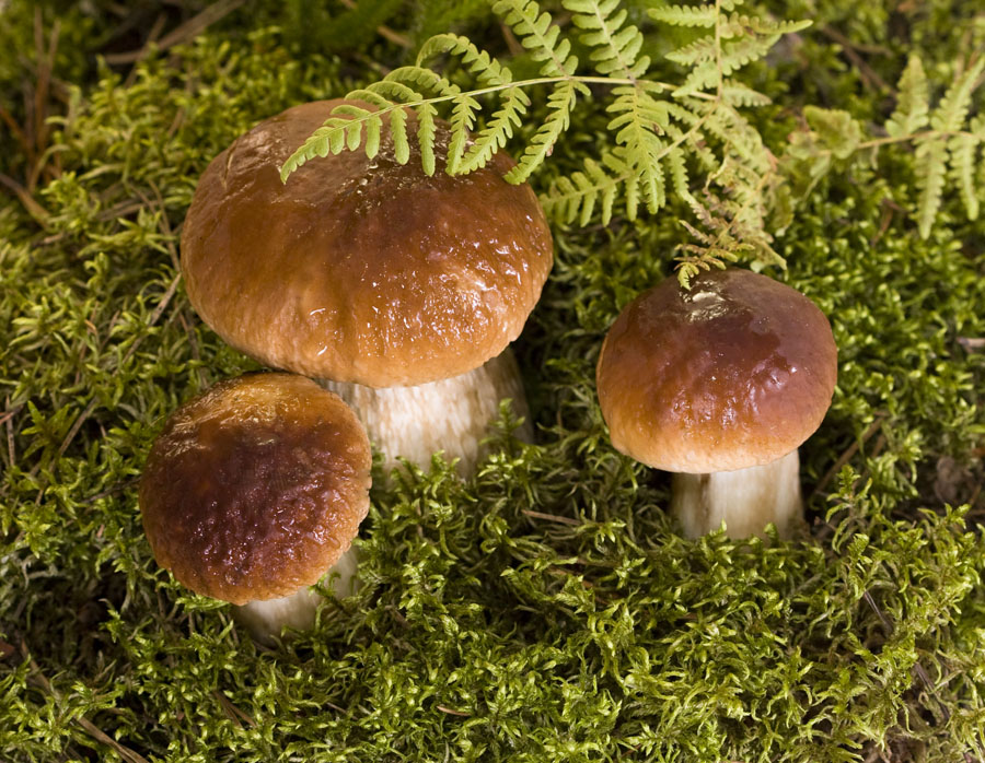 Und dann die Pilze gehen ....