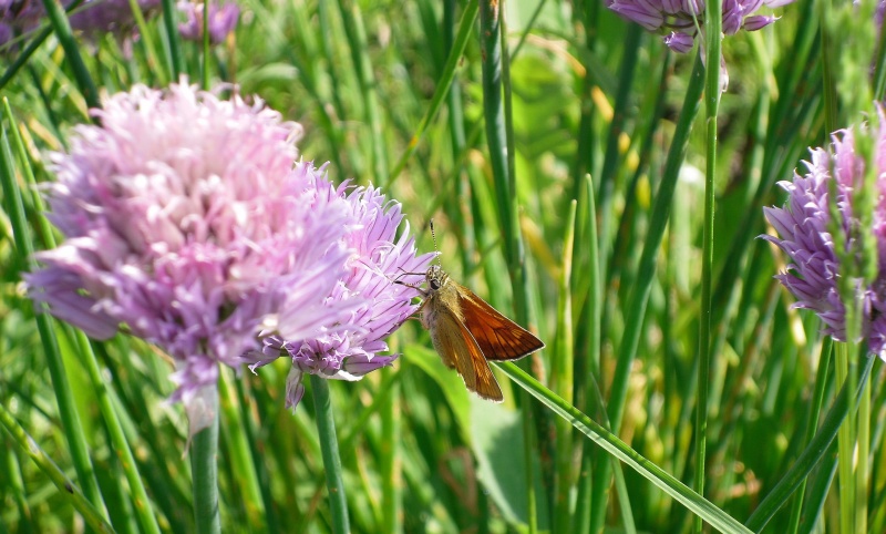 Schönheit. Polet.Mgnovenie