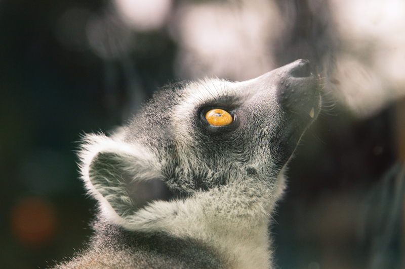 Lemur