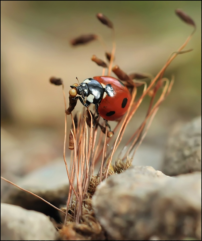 Eine erste Mikrofon nicht zur Arbeit ...