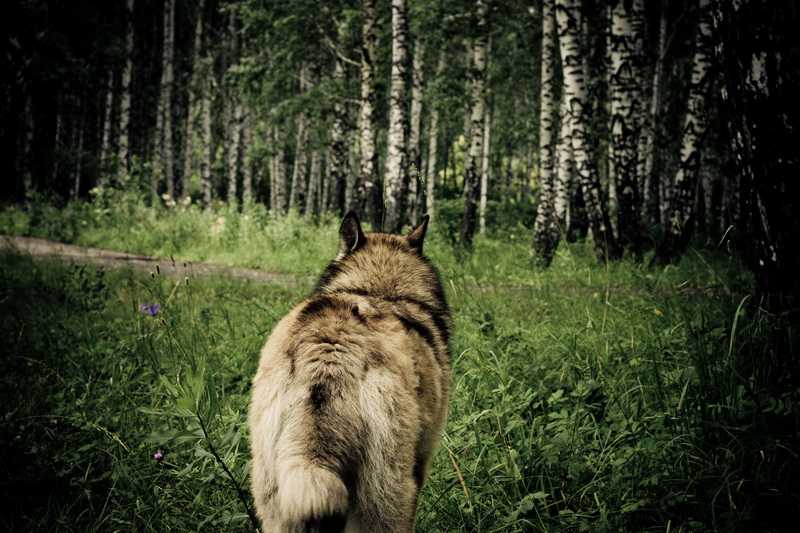 Wie viele Wölfe nicht füttern ...