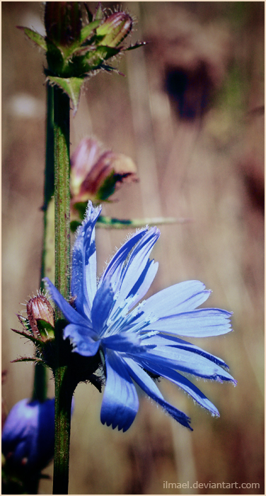 autumn:blueflower