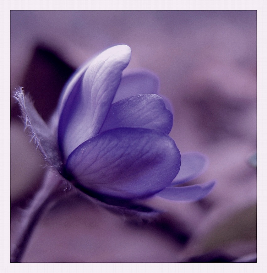 ..... Luxus Frühling ....