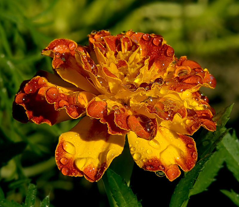 Regen pokapal und weitergegeben ... (8)