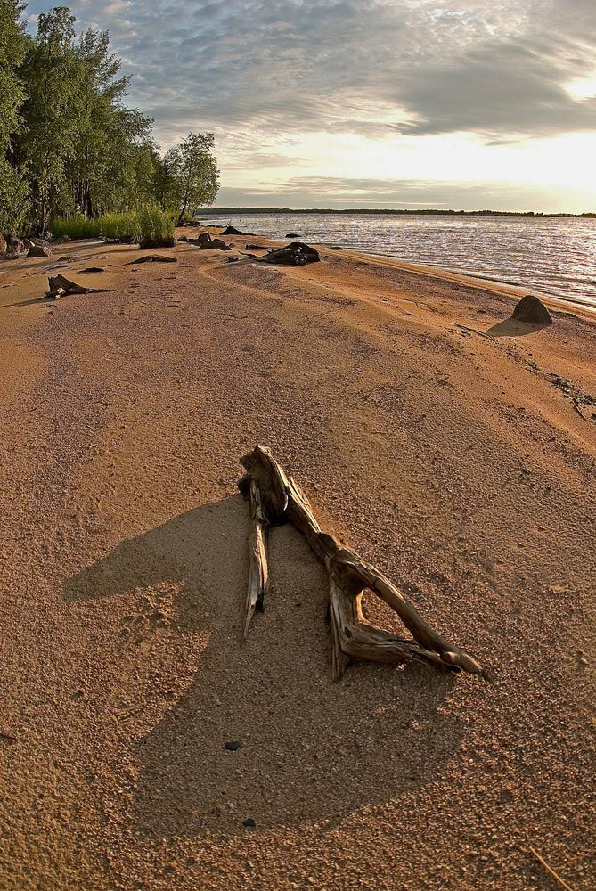 Dendro-nackt oder in Erwartung des Pinocchio