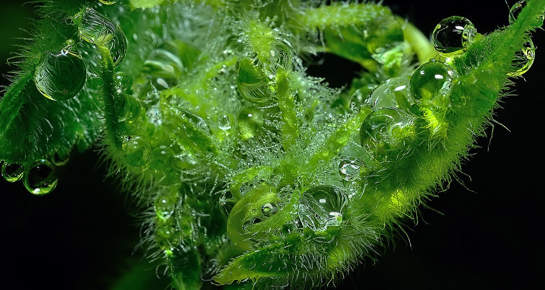 Green in Ihre klare Reflexion aussehen ... [2]