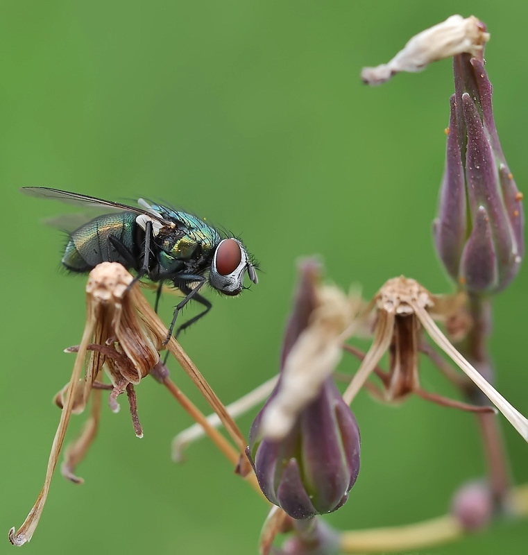 Wer auf der Erde noch schöner als alle ...
