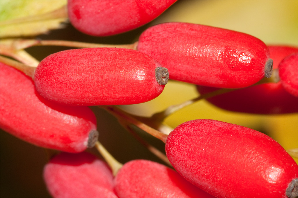 barbarisovaya Herbst