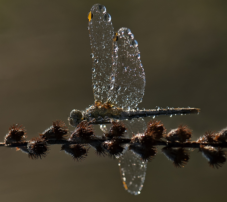 Die zerbrechliche Schönheit ...