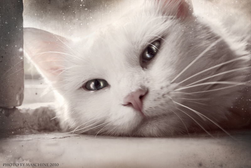 Mein Freund sanft Ming