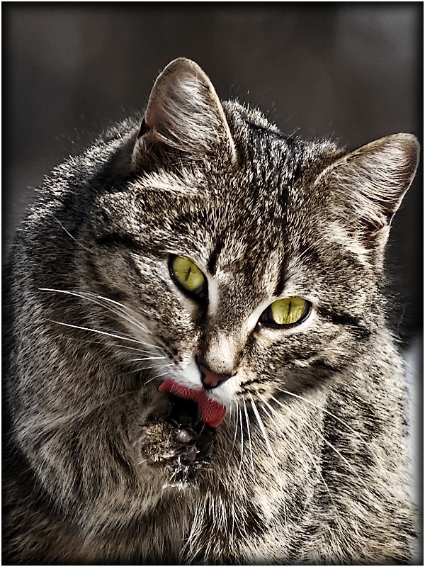 Goodbye, dumme Maus ...