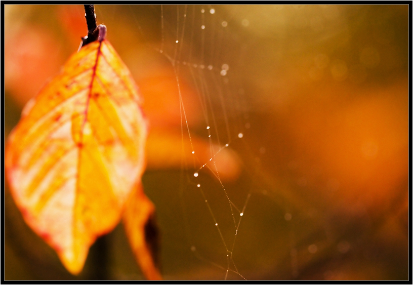 Was ist der Herbst Farbe 2