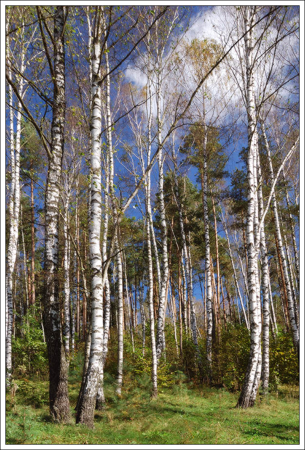 Sie shumitse, shumitse ...