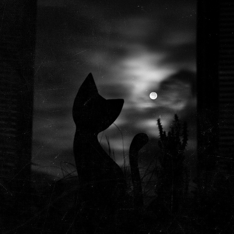 MoonCat
