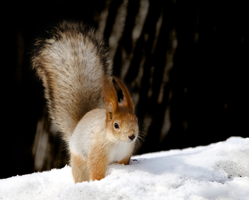 Kälte noch ... schießen schneller