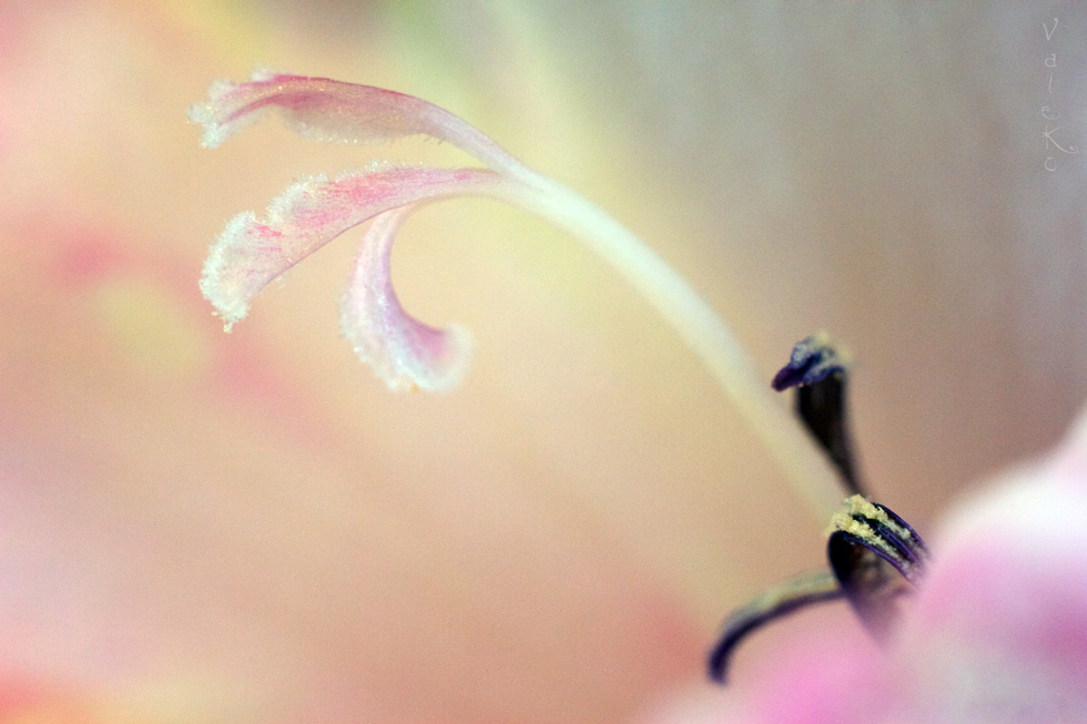 Inter komplementären Gegensätzen