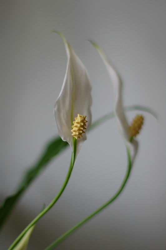 Spathiphyllum