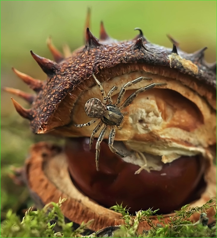 Cartoons-pultiki ...