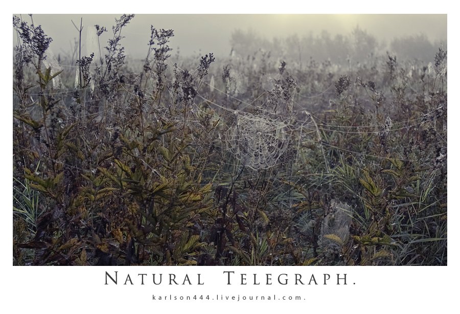 Natürliche Telegraph.