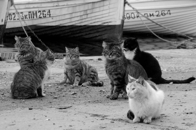 Im Vorgriff auf frischen Fisch