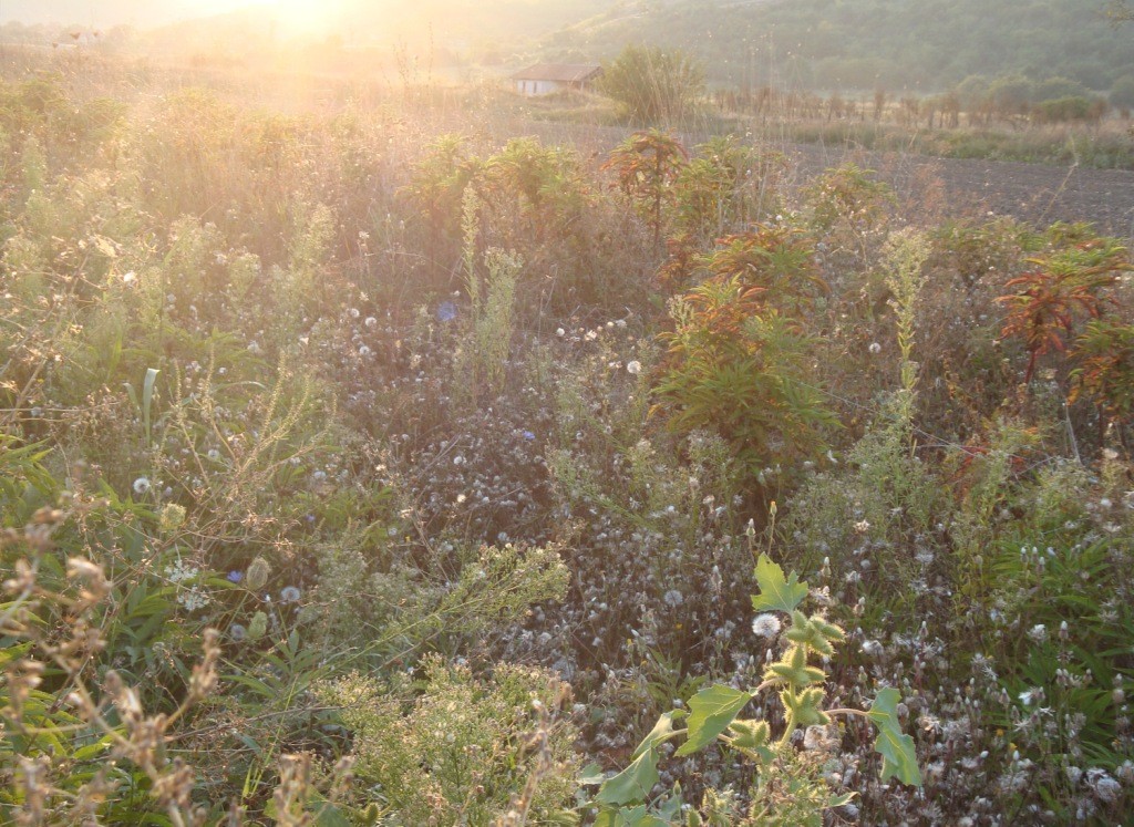 Home zu den Gräsern