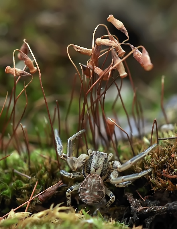 Der Kollektor von Kokosnüssen ...