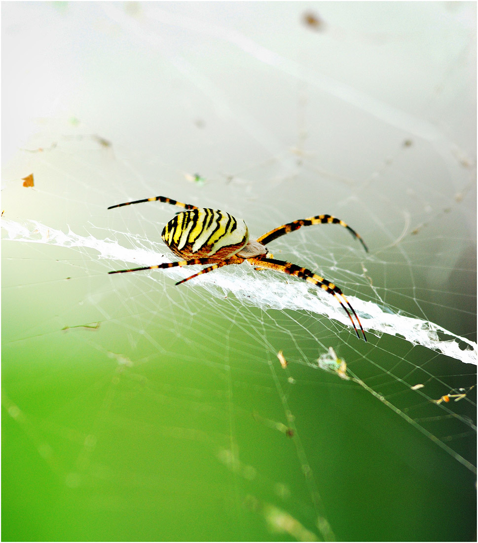 Vosmilapaya (eine Frau)