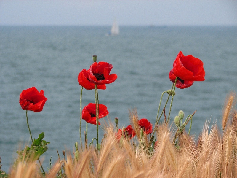 Mohnblumen und Meer